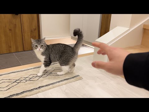 出て行ったと思った飼い主がまだ家にいたときの猫の反応がかわいすぎたw