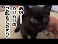 【保護子猫】「声が出てきた！可愛いおねだりの鳴き声」家族11日目