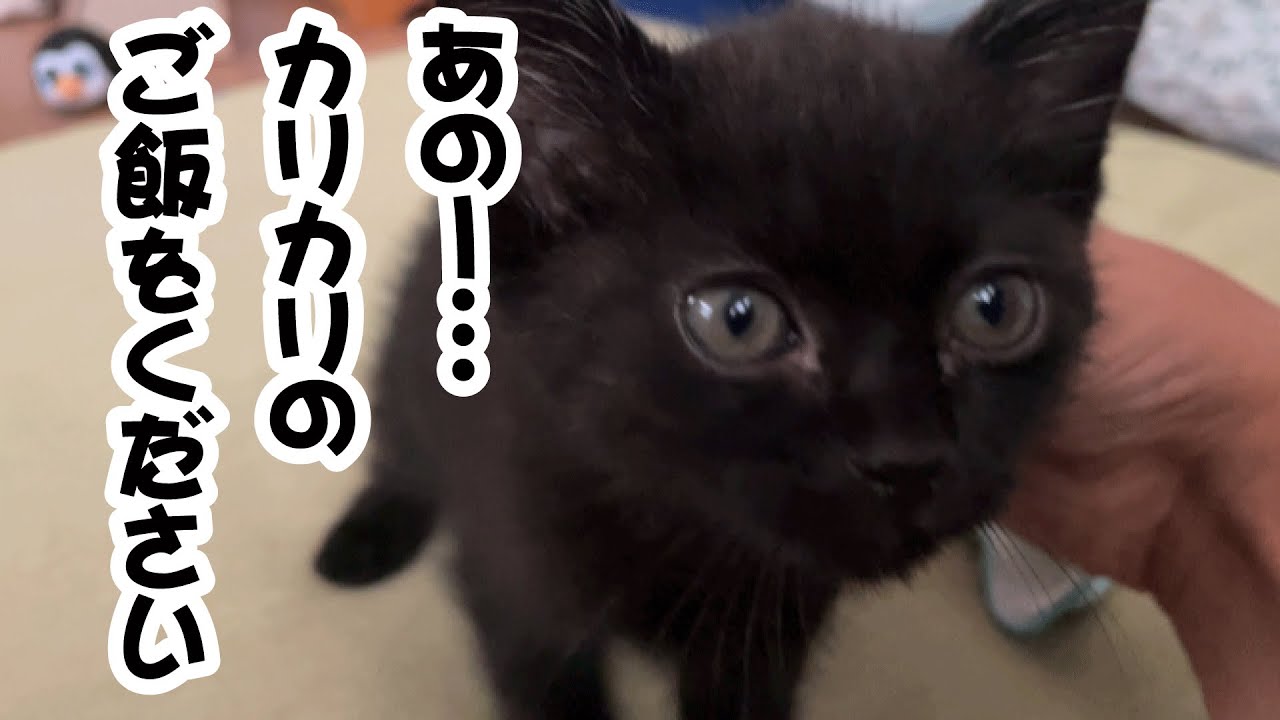 猫かぶりのオタク 英梨々 SP 44-JY0602-04C 猫かぶりのオタク 英梨々 SP 44-JY0602-04C - メルカリ