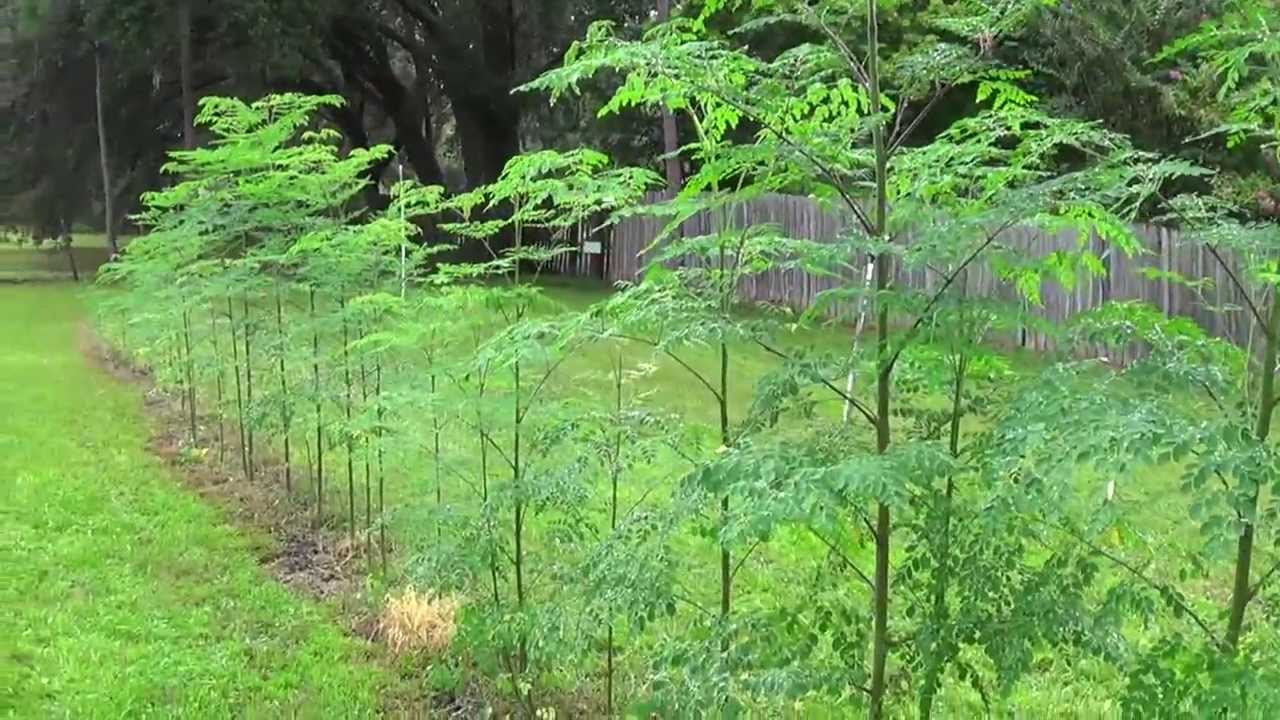Moringa Tree Growing Zones