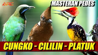 MASTERAN CILILIN - PLATUK BAWANG - CUCAK CUNGKO | ISIAN SUPER MEWAH UNTUK JADI JUARA