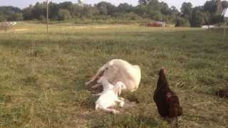 Ewe giving birth to triplets