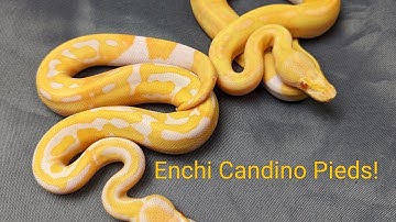 Enchi is the best gene in the Albino complex!