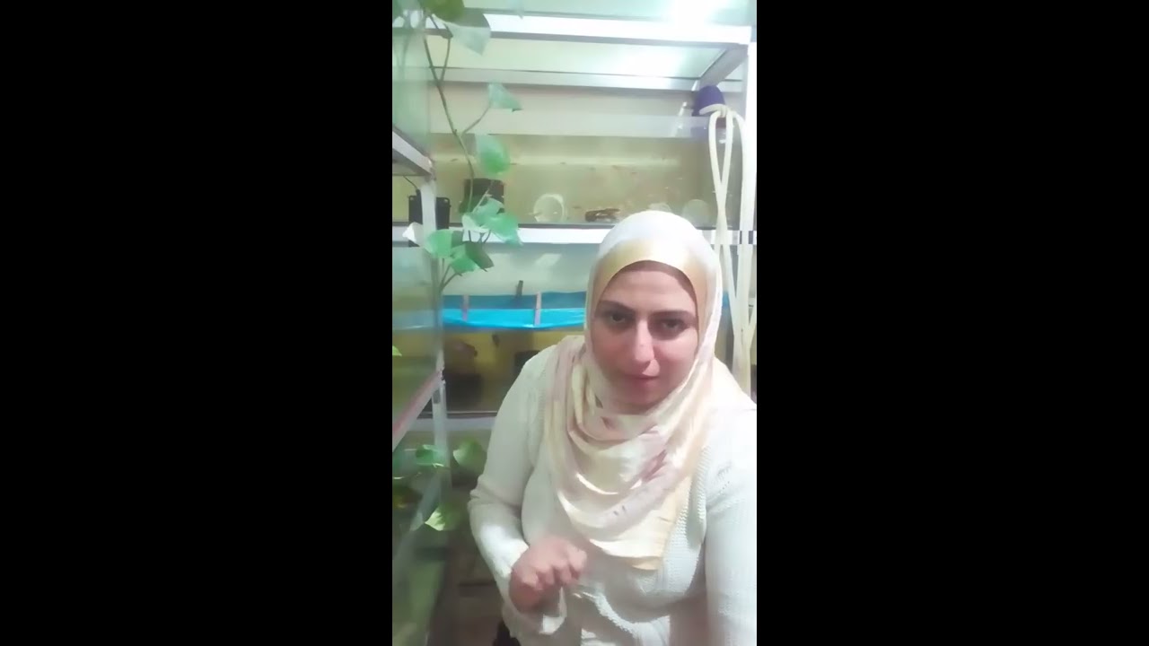 إزاى تكسب فلوس من إنتاج زريعة الفايتر فى علب صغيرة بالمنزل وبدون فلاتر ولا مواتير