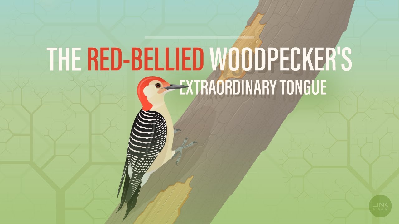 The Red Bellied Woodpecker's Extraordinary Tongue YouTube