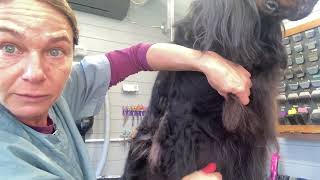 Gordon setter grooming  stripping the elbow