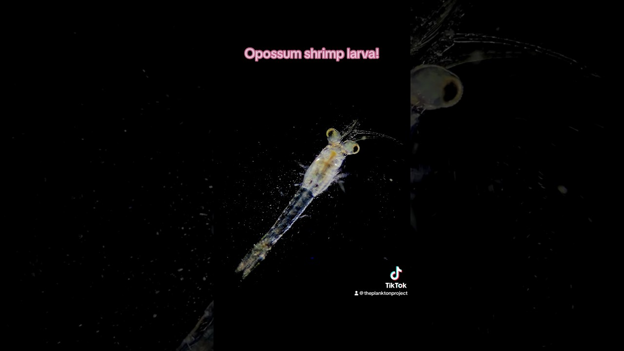 Opossum shrimp larva!