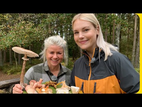 Video: Svampställen i Tver. När börjar svampsäsongen?