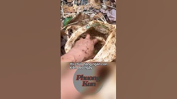 Bữa tiệc Buffet của động vật và cảnh tượng đáng sợ ở cuối video