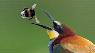 مشاكل طائر الوروار وخوف النحل منة