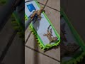 Lizard Compialation #Gecko #Reptile #GeckosRule #GeckoHop #CrestedGeckos #DalmationGecko #FunPets