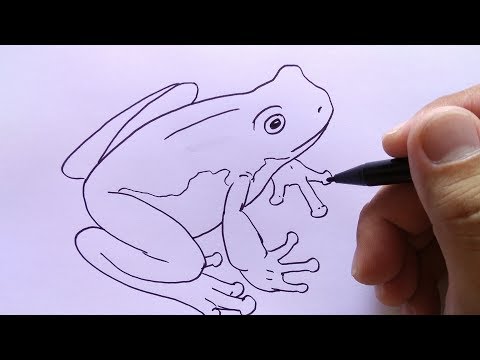 cara menggambar katak