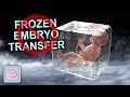 IVF Frozen Embryo Transfer Process - When should you cancel?