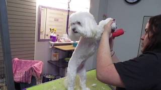 GROOMING A MALTESE MIX by GiaChow 217 views 5 years ago 6 minutes, 10 seconds