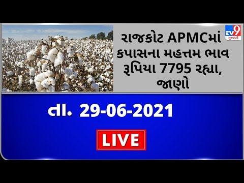 Mandi : રાજકોટ APMCમાં કપાસના મહત્તમ ભાવ  રૂપિયા 7795 રહ્યા, જાણો જુદા જુદા પાકના ભાવ |Tv9News