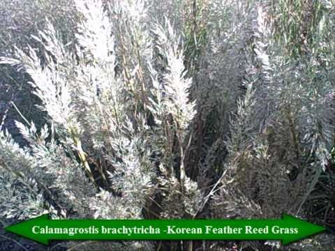 Wideo: Pielęgnacja koreańskiej trawy trzcinowej: przewodnik po uprawie koreańskiej trawy trzcinowej