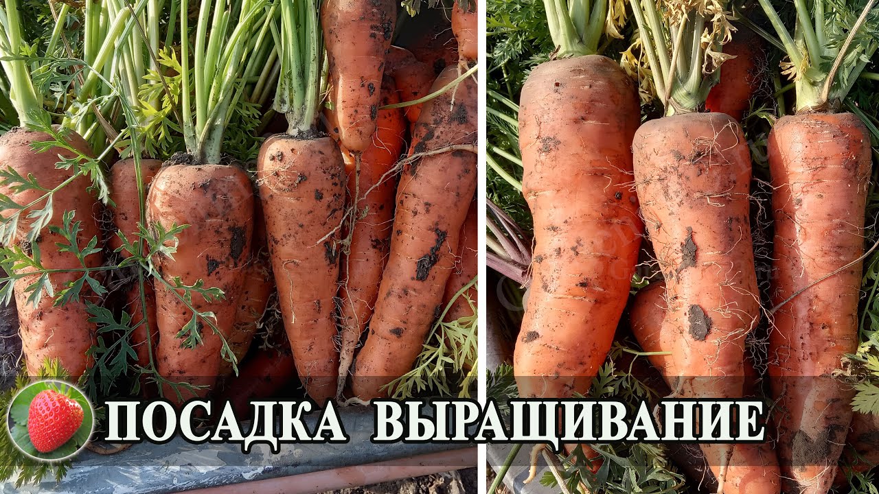 Правила посадки и выращивания моркови Посев семян