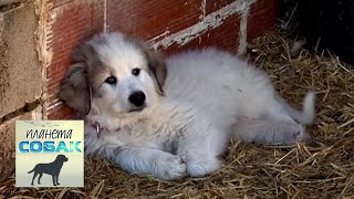Большая пиренейская собака. Планета собак 🌏 Моя Планета