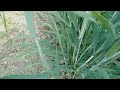 Booster company भरघोस bgw 1222 wheat 🌾#agriculture #farmer 