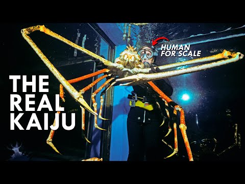 Japanese Spider Crab: The Original Kaiju