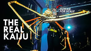 Japanese Spider Crab: The Original Kaiju