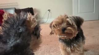 Cute Yorkie Playtime 4K Dogs Puppy Mood Booster TV Background, Happy Upbeat Ambient Music 5 Minutes