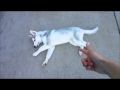 Husky Puppy Playing Dead! - Dog Tricks Husky Puppy Playing Dead! - Dog Tricks