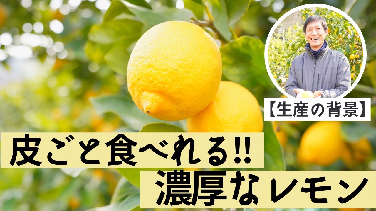 甘い 濃厚な瀬戸内レモンの生産 皮ごと食べれてジューシー Youtube