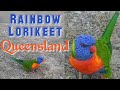 Rainbow Lorikeet Australia ll Beautiful and friendly bird