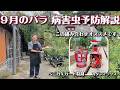 バラの病害虫を絶対許さない９月の対処法解説します！