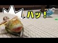 ごまを助けるんだ! Budgie Tries Hard to Save His Friend