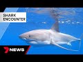 Great white shark filmed swimming next to sunshine coast familys fishing boat  7news
