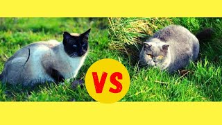 Siamkatze Vs. Britisch Kurzhaar Katze by Katzen&Co. 1,708 views 2 years ago 7 minutes, 40 seconds