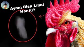 Ayam Bisa Melihat Hantu? Ini Penjelasan Ilmiah Ayam Berkokok Di Tengah Malam | Info Penting