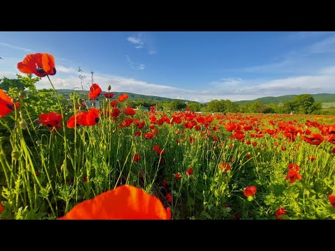 სად იყავი ჩემო კარგო მაშინ