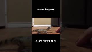 Download Lagu Suara buaya kecil MP3