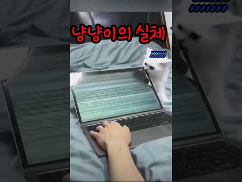 우리집 고양이는 효자인듯 #고양이영상 #catvideos #웃긴영상