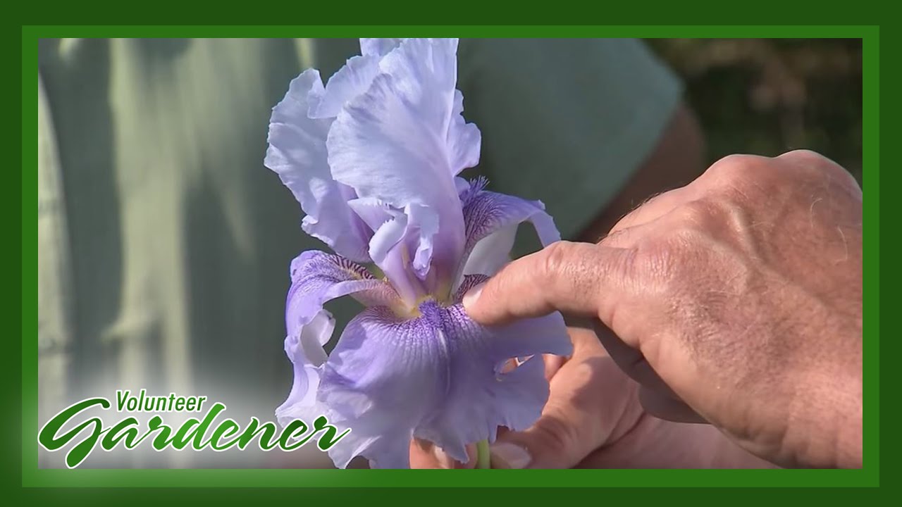 Five Worthy Iris | Volunteer Gardener - YouTube