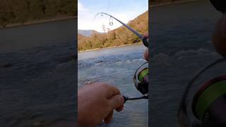 Клëв ФОРЕЛИ в горной реке #форель#рыбалка#спиннинг#видео#шортс#troutfishing#trout#daiwa#video#fish
