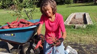 Sweet Potato Harvest Even BETTER THAN LAST YEAR!