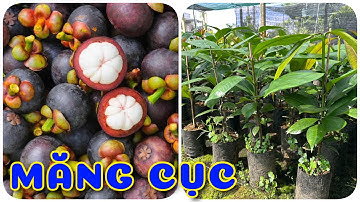 Cây Măng cục thực sinh | 0386569374 - Ngọc Ngân Bến Tre | Chuyên cây độc lạ