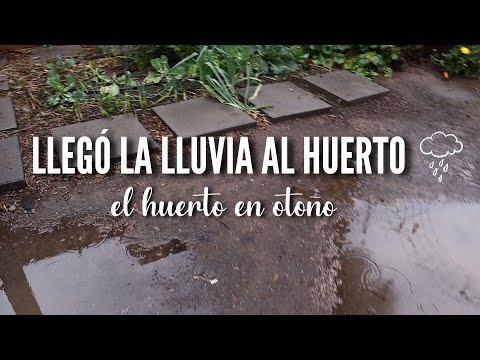 🌧 Llegó la lluvia al huerto ☔️ 💚 | Huerto en otoño 🍂
