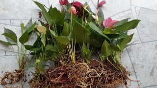 Package 1264#0772106907 #garden #lifeisbutadream #gardenplants #anthuriyan #