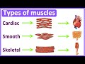 Muscle Types and Functions in the Human Body