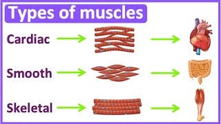 Types of muscles 💪 | Cardiac, smooth & skeletal muscle | Easy learning video