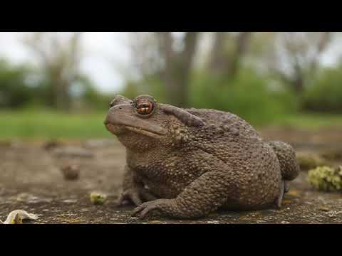 კავკასიური გომბეშო - Bufo verrucosissimus