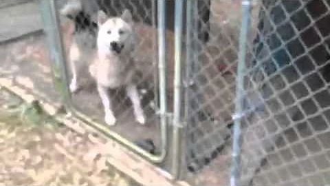 Huskies say hi to Aunt Carol