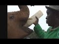 Faces of Africa - Walking with Elephants