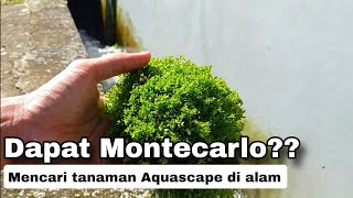 Mencari tanaman aquascape di alam | Take aquascape plants in nature
