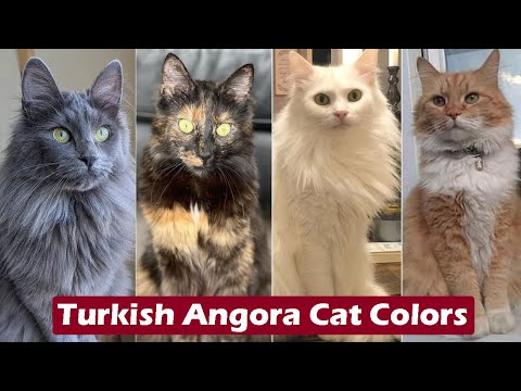 วีดีโอ: Angora ตุรกี